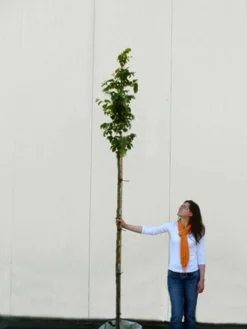 Parrotia Persica, Persischer Eisenholzbaum - Hochstamm -Juliana Verkäufe parrotia persica hochstamm 1280x1280