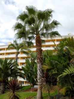 Washingtonia Robusta, Petticoatpalme