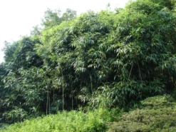 Pseudosasa Japonica, Pfeil-Bambus -Juliana Verkäufe pfeilbambus55599d9ea7d6f 1280x1280