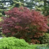 Acer Palmatum 'Bloodgood', Dunkelroter Fächerahorn