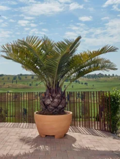 Pflanzkübel Megalos - XXL-Produkt -Juliana Verkäufe pflanzkuebel megalos 1280x1280