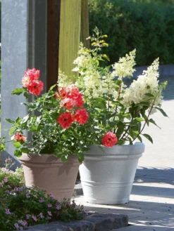 Pflanzkübel Milano -Juliana Verkäufe pflanzkuebel milano stim 2 1280x1280