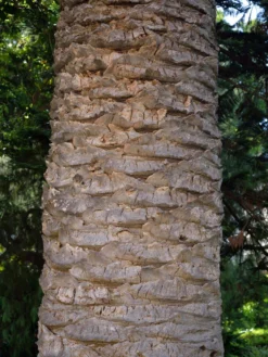 Kanarische Dattelpalme, Phoenix Canariensis -Juliana Verkäufe phoenix palme stamm 1280x1280