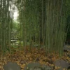 Phyllostachys Aurea, Gelber Bambus