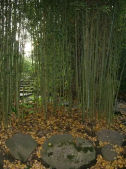 Titelseite 42 Phyllostachys Aurea, Gelber Bambus