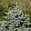 Picea Pungens 'Glauca Globosa', Zwerg-Blaufichte