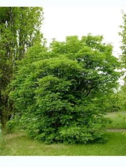 Staphylea Pinnata, Gemeine Pimpernuss -Juliana Verkäufe pimpernuss strauch 1280x1280