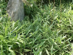 Pleioblastus Shibuyanus (variegatus) 'Tsuboi', Buntblättriger Zwergbambus -Juliana Verkäufe pleioblastus tsuboi blatt 1280x1280