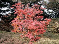 Enkianthus Campanulatus, Prachtglocke -Juliana Verkäufe prachtglocke herbst 1280x1280