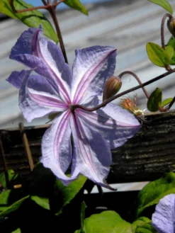 Clematis 'Prince Charles' -Juliana Verkäufe prince charles bluete hinte 1280x1280