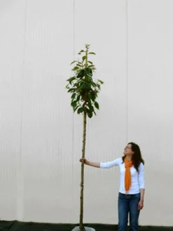 Prunus Serrulata 'Kanzan', Japanische Nelkenkirsche - Hochstamm -Juliana Verkäufe prunus kanzan hochstamm 1280x1280