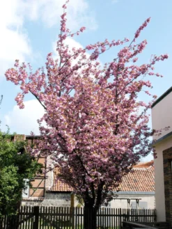 Prunus Serrulata 'Kanzan', Japanische Nelkenkirsche - Hochstamm