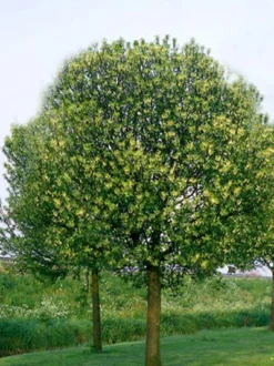 Prunus Padus 'Nana', Kugel-Traubenkirsche - Hochstamm