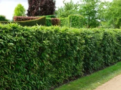 Pseudosasa Japonica, Pfeil-Bambus