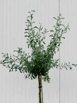 Pyrus Salicifolia 'Pendula', Hängende Silberbirne - Hochstamm -Juliana Verkäufe pyrus salicifolia krone 1280x1280