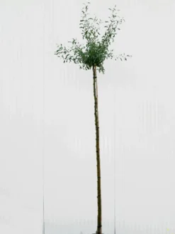 Pyrus Salicifolia 'Pendula', Hängende Silberbirne - Hochstamm -Juliana Verkäufe pyrus salicifolia pendula 1280x1280