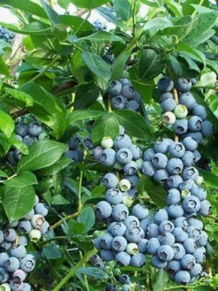 Trauben-Heidelbeere 'Reka® Blue'