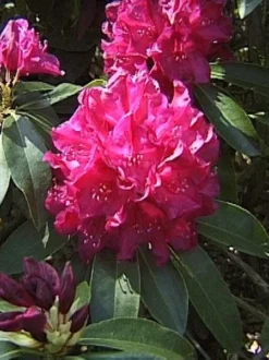 Rhododendron 'Old Port' -Juliana Verkäufe rhodo old port 1280x1280