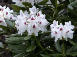 Rhododendron 'Schneeauge' -Juliana Verkäufe rhodo schneeauge 1280x1280