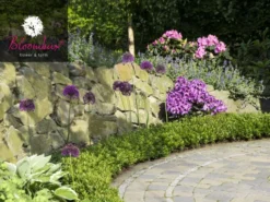 Rhododendron 'Bloombux®' -Juliana Verkäufe rhododendron bloombux 1280x1280