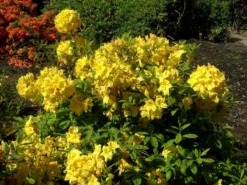 Rhododendron Luteum 'Golden Sunset', Sommergrüne Japanische Gartenazalee -Juliana Verkäufe rhododendron golden sunset 1280x1280