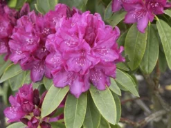 Rhododendron 'Old Port'