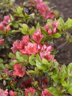 Rhododendron Obtusum 'Satschiko', Wintergrüne Japanische Zwergazalee