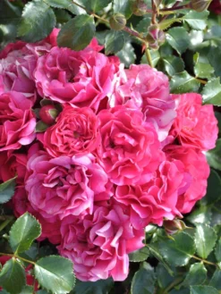 Rosen-Stämmchen Gärtnerfreude®/Toscana® - Kordes