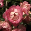 Rose Harlekin ® - Kordes