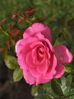 Rosen-Stämmchen Lady Like ® - Tantau