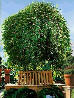 Salix Caprea Pendula, Hängende Kätzchenweide -Juliana Verkäufe s caprea pendula j4 1280x1280