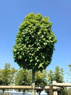 Carpinus Betulus 'Monumentalis', Kleine Säulen-Hainbuche - Hochstamm