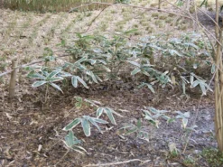 Sasa Veitchii, Breitblättriger Zwergbambus -Juliana Verkäufe sasa veitchii winter 1280x1280