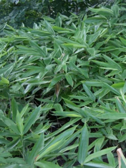 Sasa Veitchii, Breitblättriger Zwergbambus