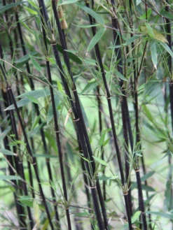 Fargesia Jiuzhaigou 'Deep Purple', Jade Bambus, Rothalmiger Schirm-Bambus -Juliana Verkäufe schattenhalme fargesia deep 1280x1280