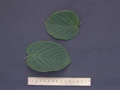 Corylopsis Spicata, Ährige Scheinhasel -Juliana Verkäufe scheinhasel blatt 1280x1280