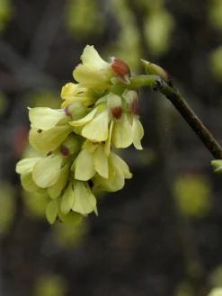 Corylopsis Spicata, Ährige Scheinhasel -Juliana Verkäufe scheinhasel bluete 1280x1280
