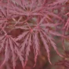 Acer Palmatum 'Dissectum Garnet', Rotblättriger Schlitzahorn