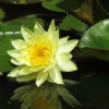 Nymphaea Hybride Joey Tomocik, Seerose, Teichrose