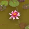 Nymphaea Hybride Aurora, Seerose, Teichrose