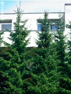 Picea Omorika, Serbische Fichte -Juliana Verkäufe serbische fichte 41310 2 1280x1280