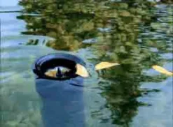 AquaSkim 40, Oberflächenabsauger Von OASE (Art.Nr.56907) -Juliana Verkäufe skimmer j 1280x1280