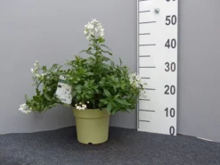 Solanum Jasminoides, Sommerjasmin -Juliana Verkäufe sommer jasmin 1 1280x1280