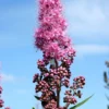 Spiraea Billardii 'Triumphans', Kolbenspiere