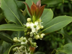 Ilex Aquifolium, Gemeine Stechpalme, Hülse -Juliana Verkäufe stechpalme 1280x1280