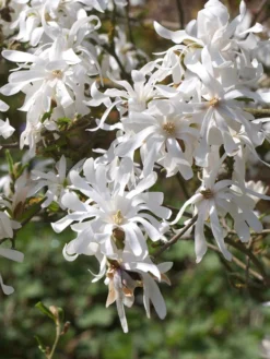 Magnolia Stellata, Sternmagnolie