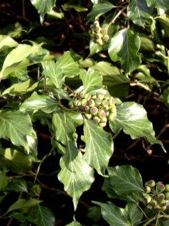 Hedera Helix 'Arborescens', Strauch-Efeu