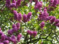 Syringa Vulgaris 'Charles Joly', Edel-Flieder -Juliana Verkäufe syringa charles joly 1280x1280