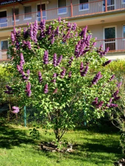 Syringa Vulgaris 'Andenken An Ludwig Späth' -Juliana Verkäufe syringa ludwig spaeth55599f4a6ec44 1280x1280