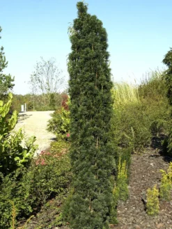 Taxus Baccata 'Fastigiata Robusta'